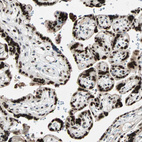 Anti-GATA2 Antibody