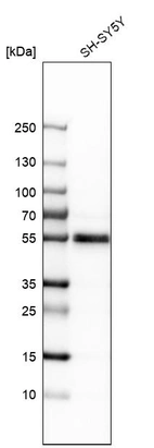 Western blot analysis in human cell line SH-SY5Y.