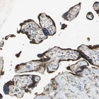 Immunohistochemical staining of human placenta shows strong granular cytoplasmic positivity in trophoblastic cells.