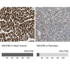 Anti-NDUFB5 Antibody