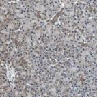 Immunohistochemical staining of human pancreas shows weak positivity in mitochondria in exocrine glandular cells.