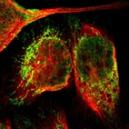 Immunofluorescent staining of human cell line U-2 OS shows localization to nucleoplasm & mitochondria.