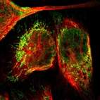 Immunofluorescent staining of human cell line U-2 OS shows localization to nucleoplasm & mitochondria.