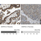 Anti-DIAPH2 Antibody