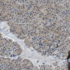 Immunohistochemical staining of human pancreas shows low expression as expected.