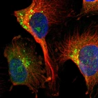 Immunofluorescent staining of human cell line U-251 MG shows localization to nucleoli, endoplasmic reticulum & vesicles.