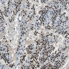 Anti-MAFB Antibody