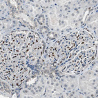 Anti-MAFB Antibody