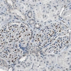 Immunohistochemical staining of human kidney shows moderate to strong nuclear positivity in podocytes.
