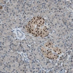Immunohistochemical staining of human pancreas shows moderate to strong nuclear positivity in islets of Langerhans.