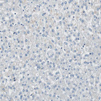 Anti-MAFB Antibody