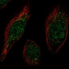 Anti-MAFB Antibody