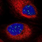 Immunofluorescent staining of human cell line A-431 shows localization to nucleoli fibrillar center.