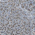 Anti-TM9SF2 Antibody