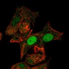 Anti-MIXL1 Antibody