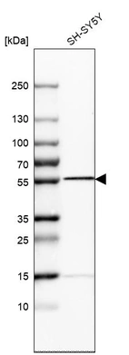 Western blot analysis in human cell line SH-SY5Y.
