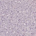 Anti-DLX5 Antibody