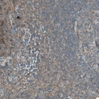 Anti-TRIM21 Antibody