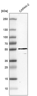 Anti-TRIM21 Antibody