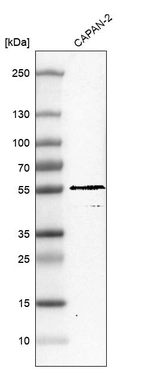 Western blot analysis in human cell line CAPAN-2.