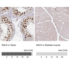 Anti-ANLN Antibody