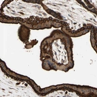 Immunohistochemical staining of human placenta shows strong membranous positivity in trophoblastic cells.