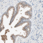 Anti-SEC16A Antibody