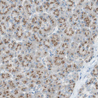 Immunohistochemical staining of human pancreas shows strong cytoplasmic granular positivity in exocrine glandular cells.