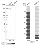 Western blot analysis in human cell lines MCF-7 and SK-MEL-30 using Anti-SEC16A antibody. Corresponding SEC16A RNA-seq data are presented for the same cell lines. Loading control: Anti-PFN1.
