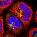 Immunofluorescent staining of human cell line A-431 shows localization to endoplasmic reticulum & the Golgi apparatus.