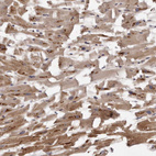 Anti-ARMCX1 Antibody