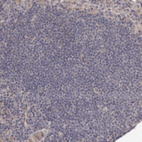 Immunohistochemical staining of human lymph node shows very weak positivity in germinal center cells.