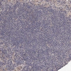 Immunohistochemical staining of human lymph node shows very weak positivity in germinal center cells.