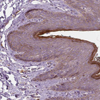 Anti-RNASE7 Antibody