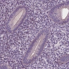 Immunohistochemical staining of human endometrium shows no positivity in glandular cells as expected.