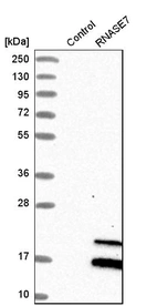 Western blot analysis in control (vector only transfected HEK293T lysate) and rNASE7 over-expression lysate (Co-expressed with a C-terminal myc-DDK tag (~3.1 kDa) in mammalian HEK293T cells, LY410028).