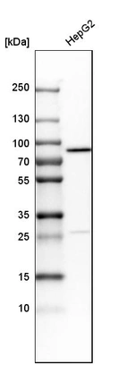 Western blot analysis in human cell line HepG2.