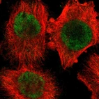 Immunofluorescent staining of human cell line U-251 MG shows localization to nucleoplasm.