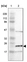 Anti-LDOC1L Antibody