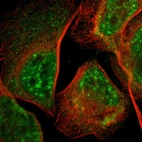 Immunofluorescent staining of human cell line U-2 OS shows localization to nuclear speckles & cytosol.
