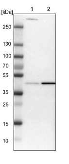 Lane 1: NIH-3T3 cell lysate (Mouse embryonic fibroblast cells)_br/_Lane 2: NBT-II cell lysate (Rat Wistar bladder tumour cells)
