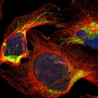 Immunofluorescent staining of human cell line U-2 OS shows localization to mitochondria.