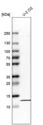 Western blot analysis in human cell line U-2 OS.