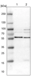 Lane 1: NIH-3T3 cell lysate (Mouse embryonic fibroblast cells)_br/_Lane 2: NBT-II cell lysate (Rat Wistar bladder tumour cells)