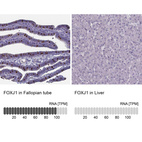 Anti-FOXJ1 Antibody