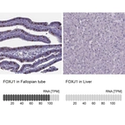 Anti-FOXJ1 Antibody