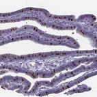 Immunohistochemical staining of human fallopian tube shows strong nuclear positivity in a subset of glandular cells.