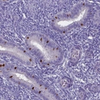 Immunohistochemical staining of human endometrium shows strong nuclear positivity in a subset of glandular cells.