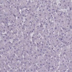 Anti-FOXJ1 Antibody