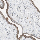 Anti-STON1 Antibody